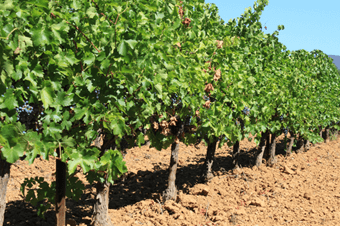 Økologisk vin mark